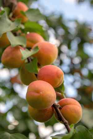 Apricot(Prunus armeniaca)