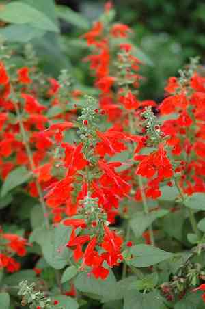 Scarlet sage(Salvia coccinea)