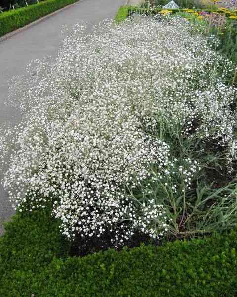 Baby's breath(Gypsophila paniculata)