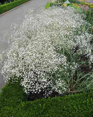 Baby's breath(Gypsophila paniculata)
