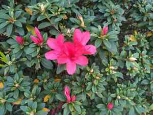 Evergreen azalea(Rhododendron indicum)