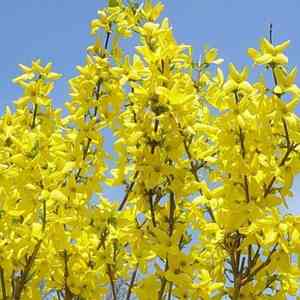 Greenstem forsythia(Forsythia viridissima)