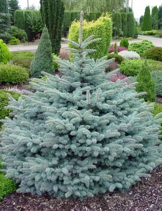 White spruce(Picea glauca)