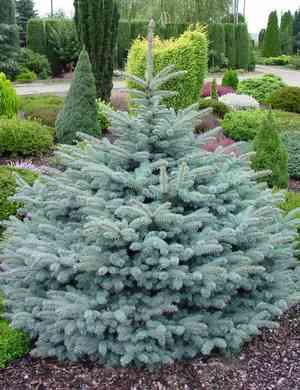 White spruce(Picea glauca)