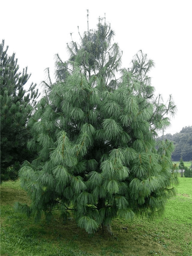 Himalayan pine