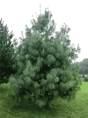 Himalayan pine(Pinus wallichiana)