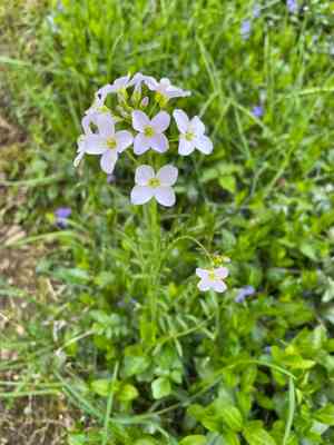 Sand bittercress(Cardamine parviflora)
