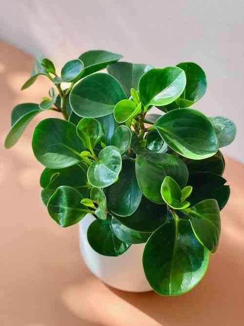 Baby rubber plant(Peperomia obtusifolia)