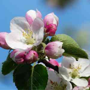 European crab apple(Malus sylvestris)