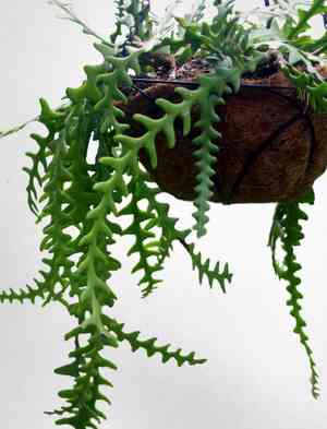 Rick rack cactus(Selenicereus anthonyanus)