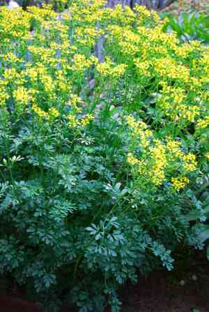 Rue(Ruta graveolens)