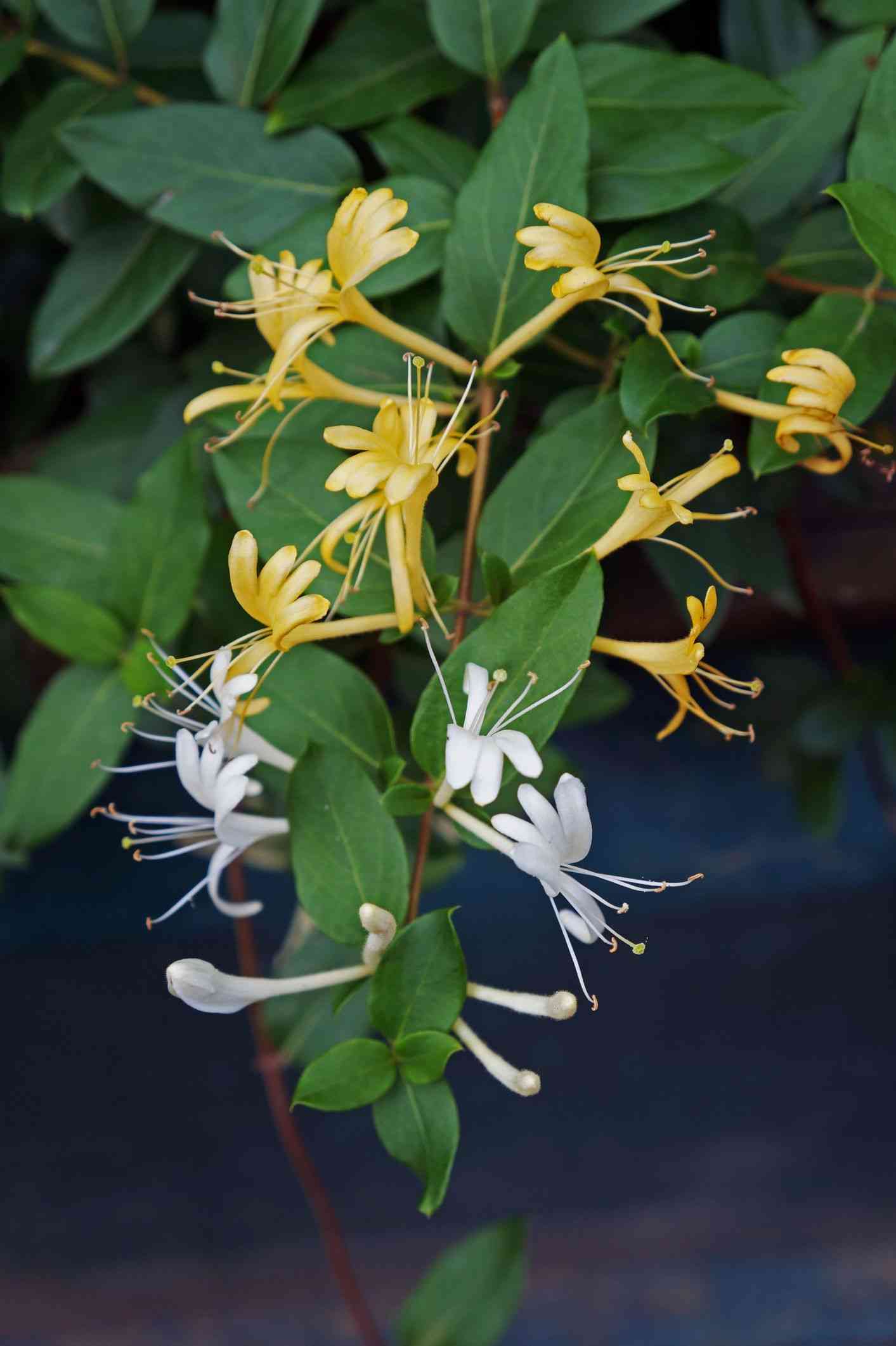 Japanese honeysuckle(Lonicera japonica)