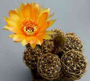 Lobivia ancistrophora(Lobivia ancistrophora)