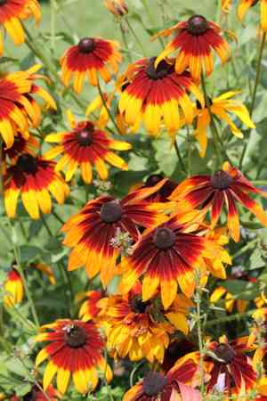 Black-eyed susan(Rudbeckia hirta)
