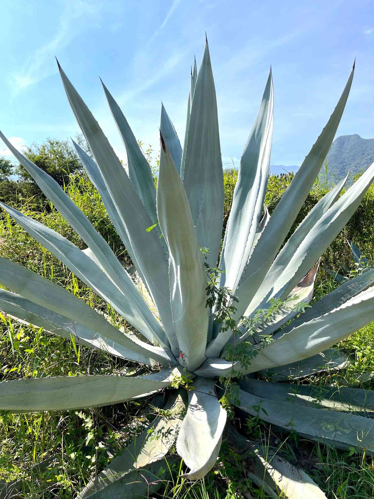 Century plant(Agave americana)