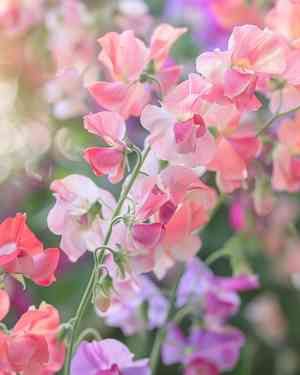 Sweet pea(Lathyrus odoratus)