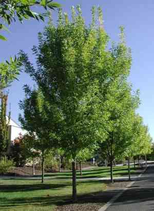Green ash(Fraxinus pennsylvanica)