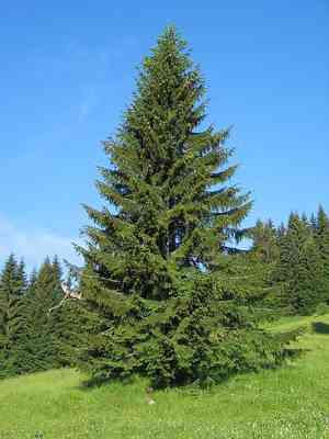Norway spruce(Picea abies)