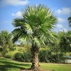 Windmill palm(Trachycarpus fortunei)