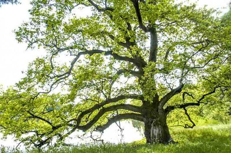 White oak