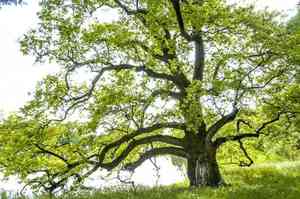 White oak(Quercus alba)