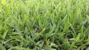 Buffalo grass(Stenotaphrum secundatum)