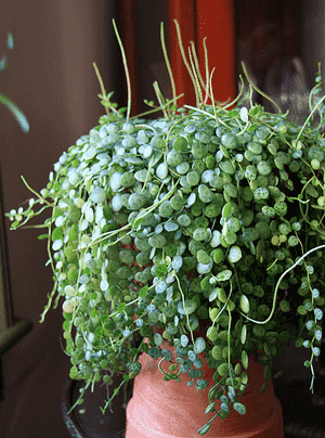 Peperomia prostrata(Peperomia prostrata)