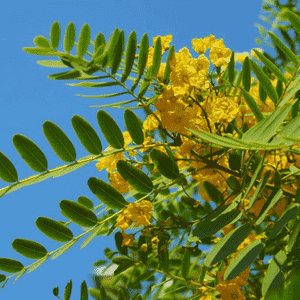 Tipu tree(Tipuana tipu)
