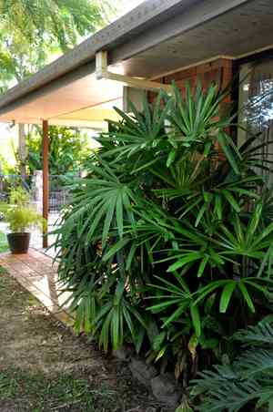 Lady Palm(Rhapis excelsa)