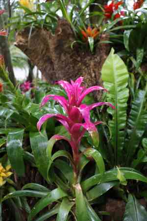 Scarlet-star(Guzmania lingulata)