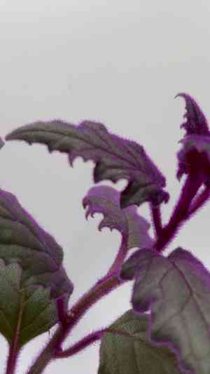 Velvet plant(Gynura aurantiaca)