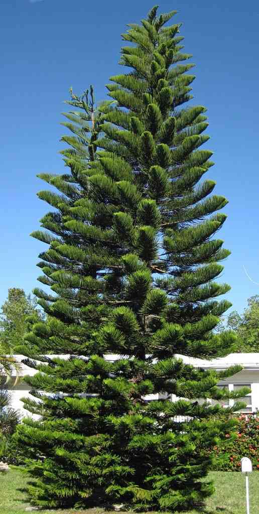 Norfolk island pine(Araucaria heterophylla)