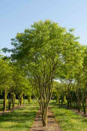 Japanese pagoda tree(Styphnolobium japonicum)