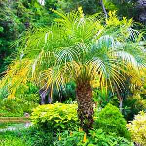 Pygmy date palm(Phoenix roebelenii)