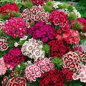 Sweet william(Dianthus barbatus)