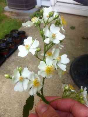 Multiflora rose(Rosa multiflora)