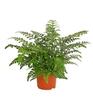 Norfolk Island spleenwort(Asplenium dimorphum)