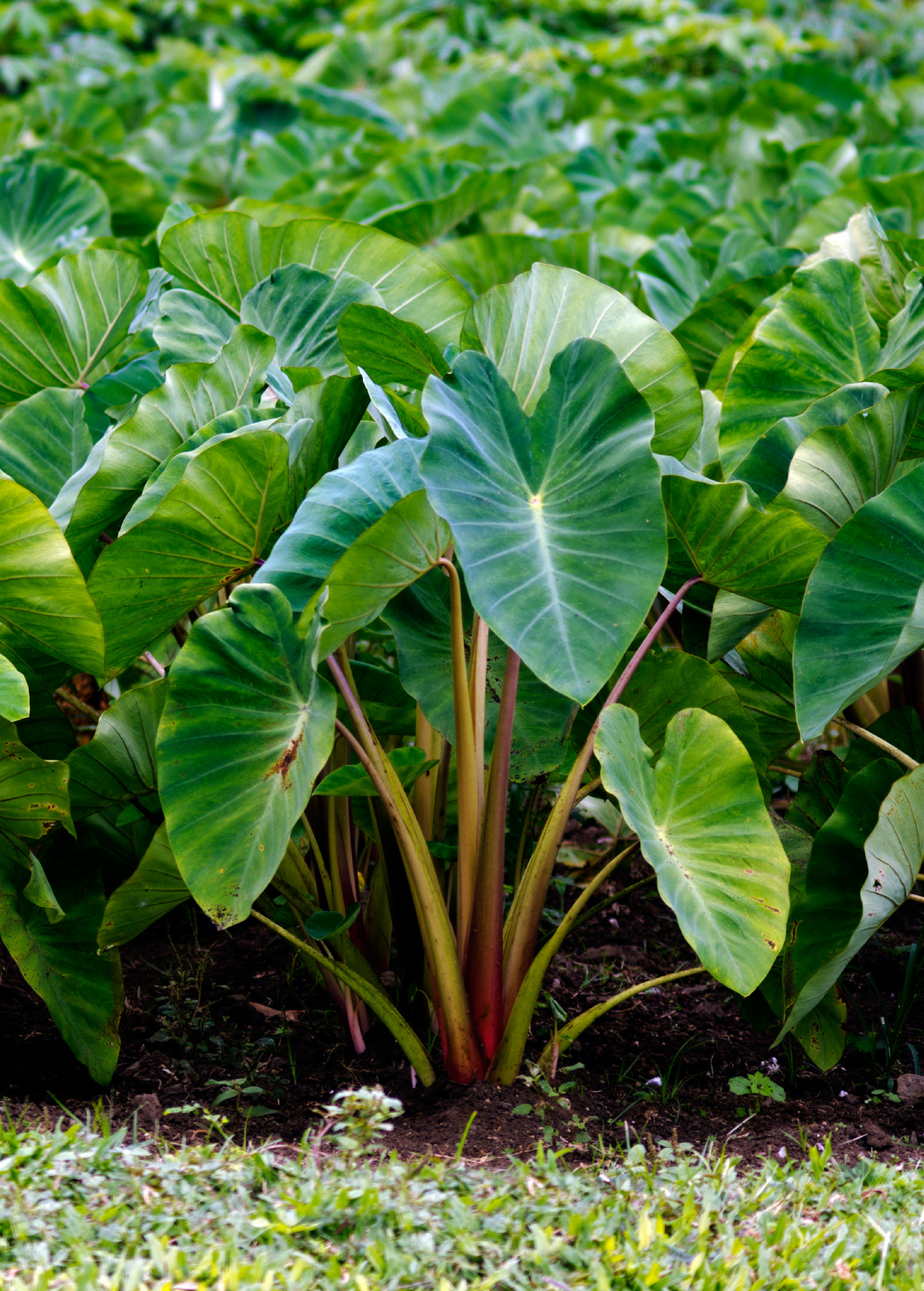 Taro(Colocasia esculenta)