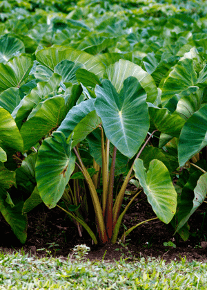 Taro(Colocasia esculenta)
