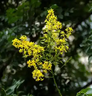 Goldenrain tree(Koelreuteria paniculata)