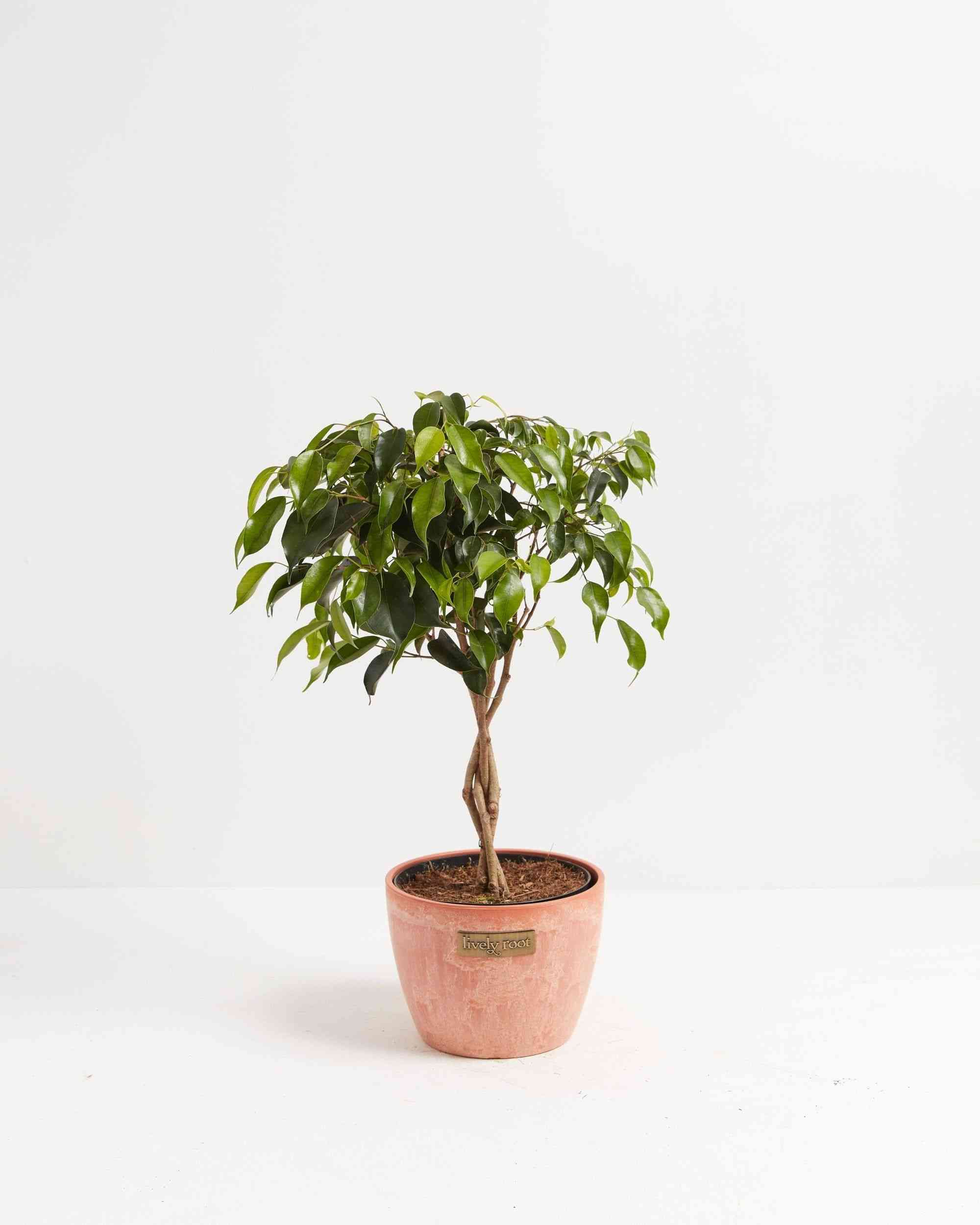 Weeping fig(Ficus benjamina)