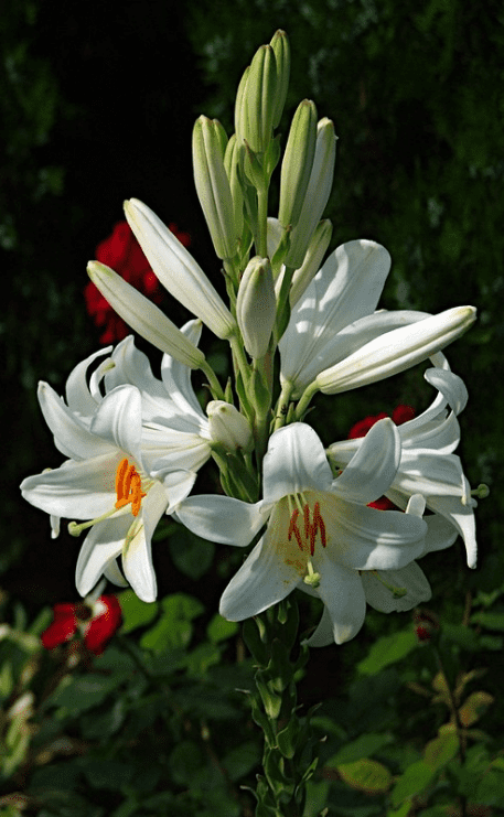 Madonna lily