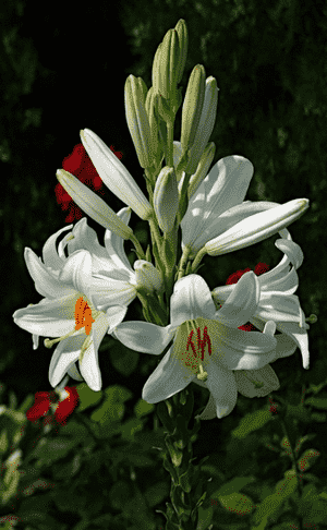 Madonna lily(Lilium candidum)