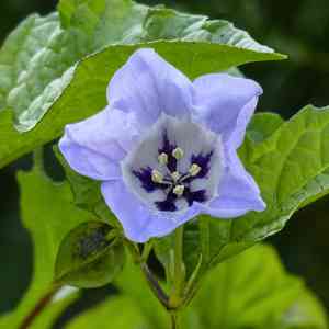 Apple-of-peru(Nicandra physalodes)