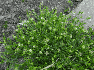 Bird's-eye Pearlwort(Sagina procumbens)