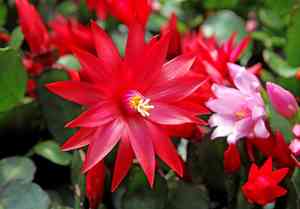 Rhipsalidopsis gaertneri(Rhipsalidopsis gaertneri)