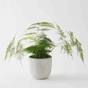 Common asparagus fern(Asparagus setaceus)