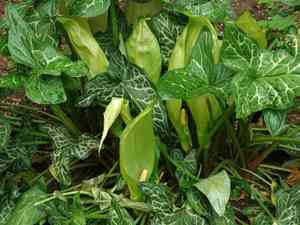 Italian arum(Arum italicum)