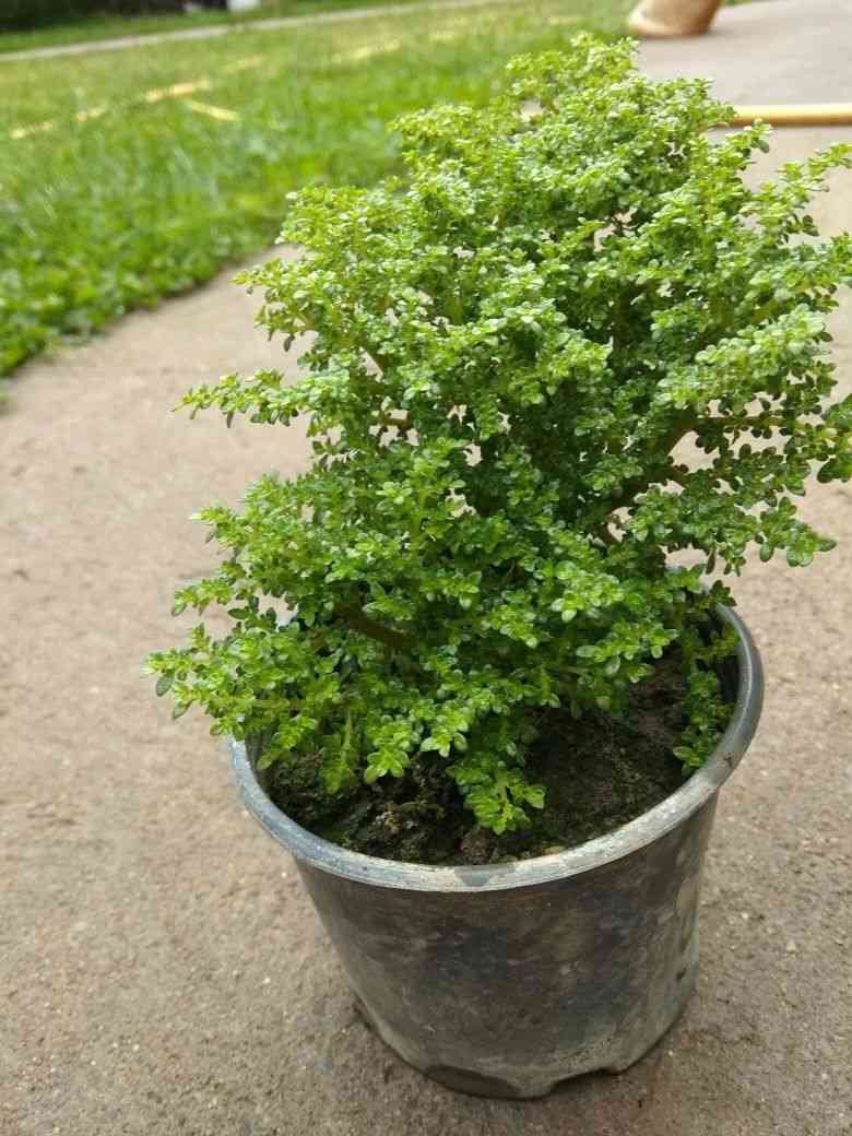 Artillery plant(Pilea microphylla)