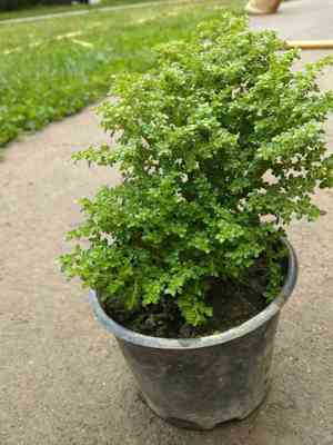 Artillery plant(Pilea microphylla)